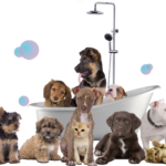 Ozono per il lavaggio del tuo cane. Quando è utile usarlo e perché.